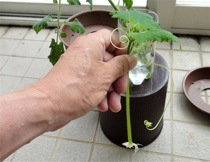 室内でキュウリの栽培を継続中 野菜の水耕栽培で 癒しと新鮮をご家庭へ